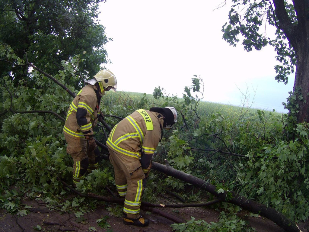 Obraz po burzy, czyli połamane drzewa i gałęzie