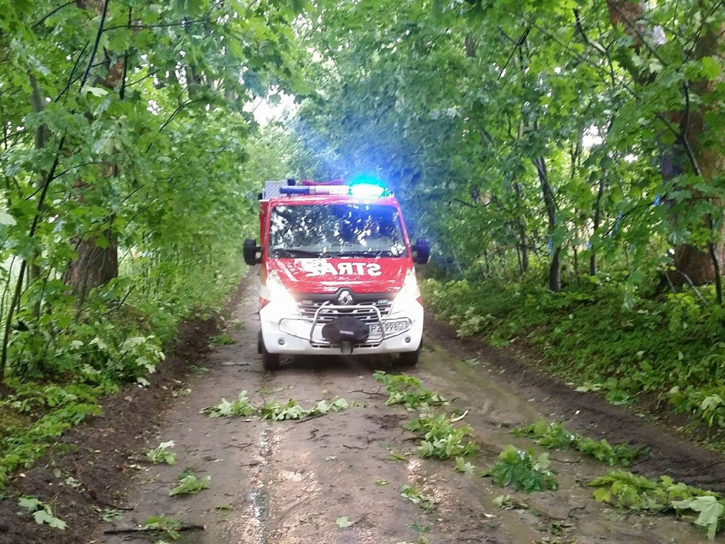 Obraz po burzy, czyli połamane drzewa i gałęzie