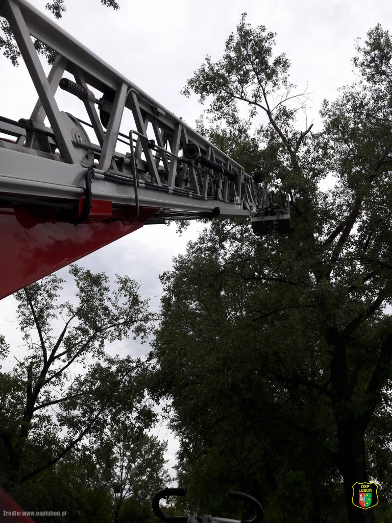 Obraz po burzy, czyli połamane drzewa i gałęzie