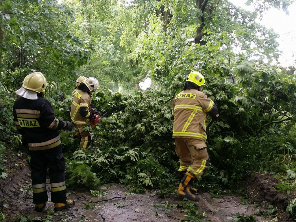 Obraz po burzy, czyli połamane drzewa i gałęzie