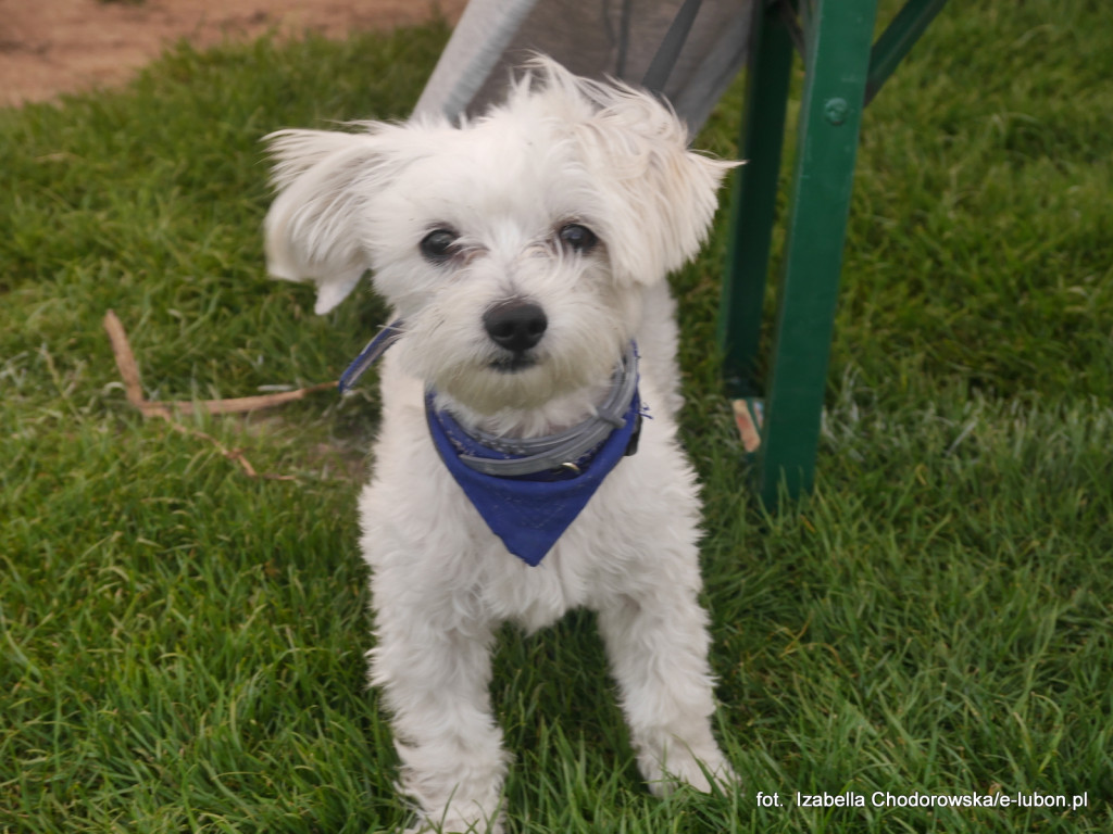 Ruszyły Dni Lubonia 2017 - FOTORELACJA