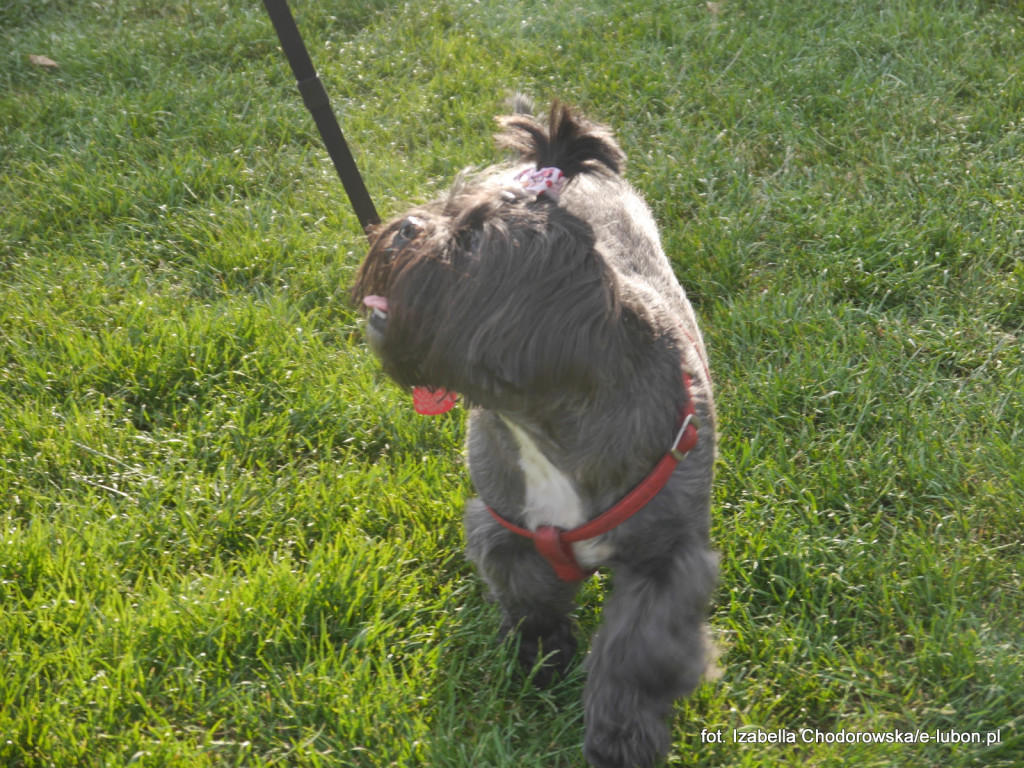 Ruszyły Dni Lubonia 2017 - FOTORELACJA