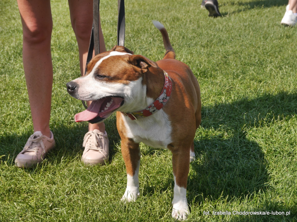 Dni Lubonia 2017 - dzień drugi FOTORELACJA