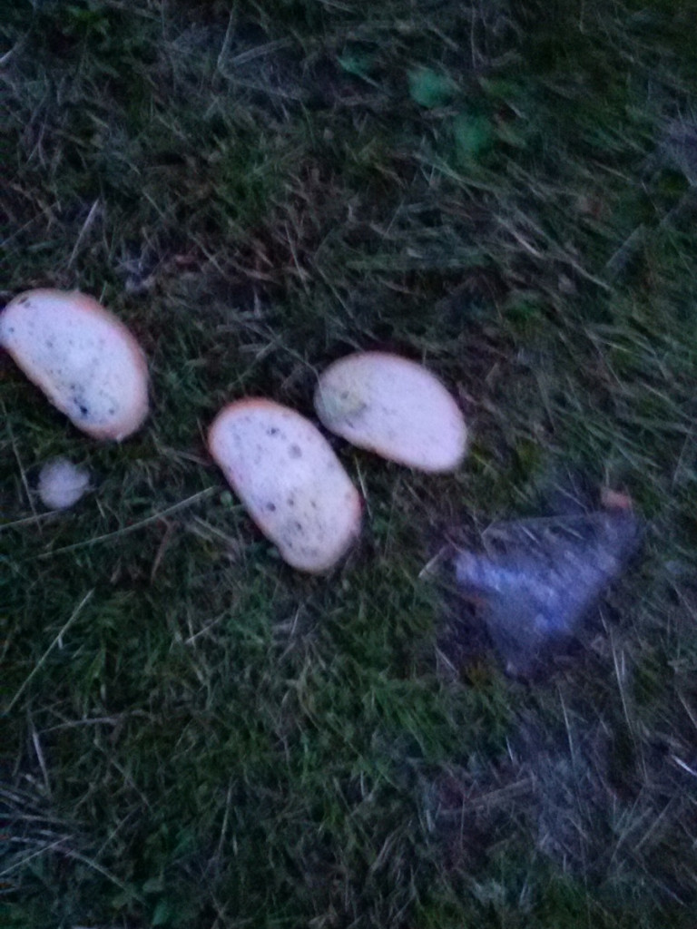 Bałagan Nad Żabinką [odpowiedź]