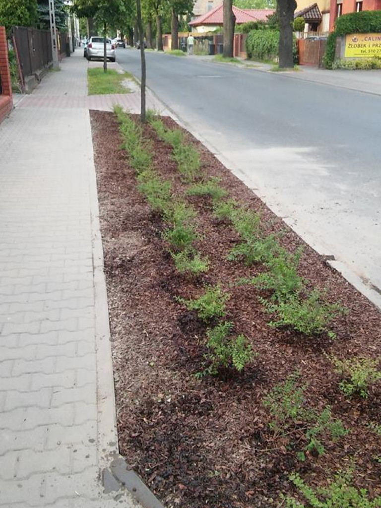 Luboń się zieleni! Nowe skwery w Luboniu!