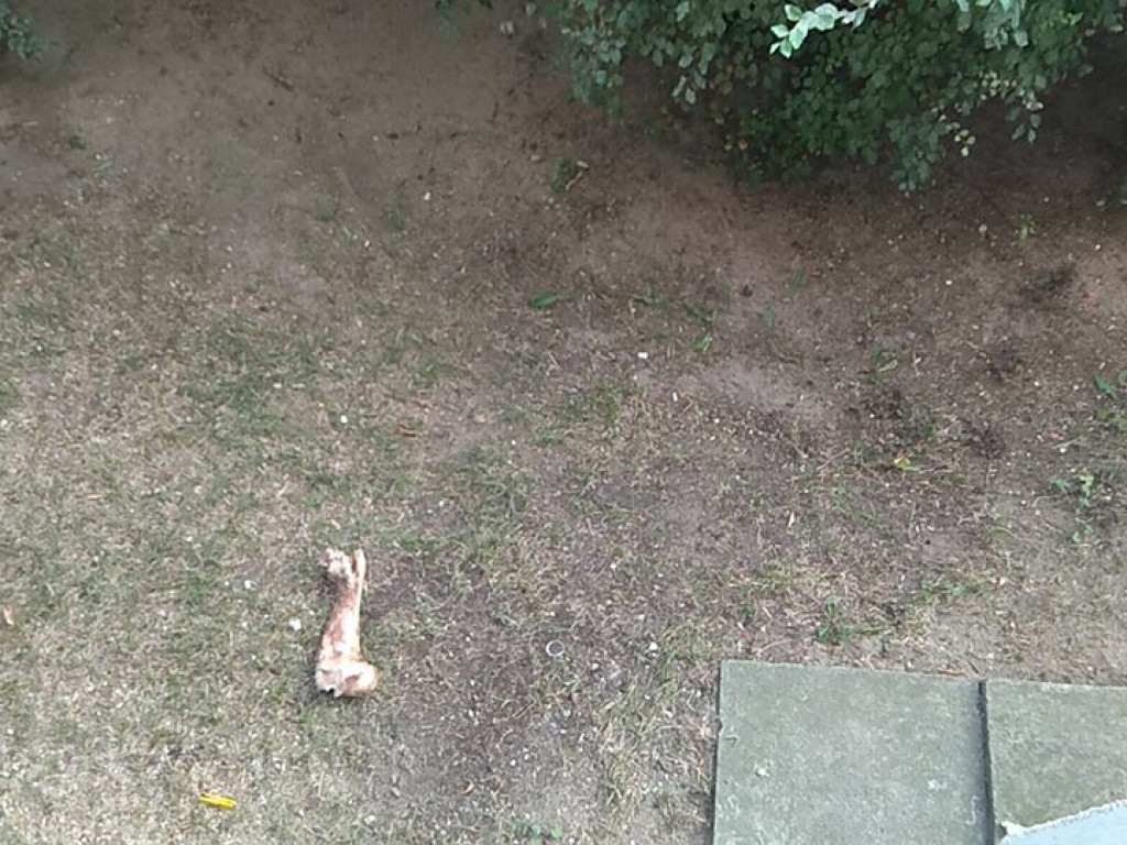 Czy ktoś wyrzuca kości przez balkon? - list do redakcji