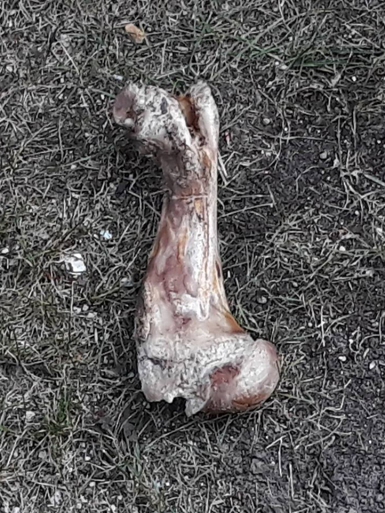 Czy ktoś wyrzuca kości przez balkon? - list do redakcji