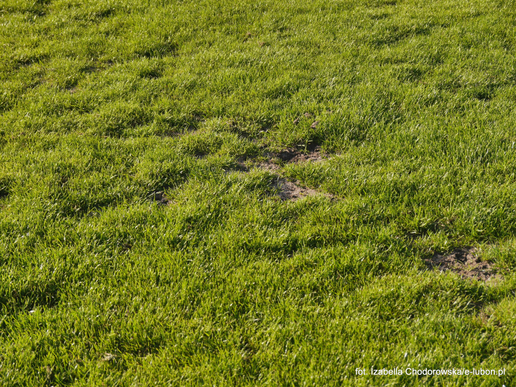 Cenny punkt Pogromu Luboń