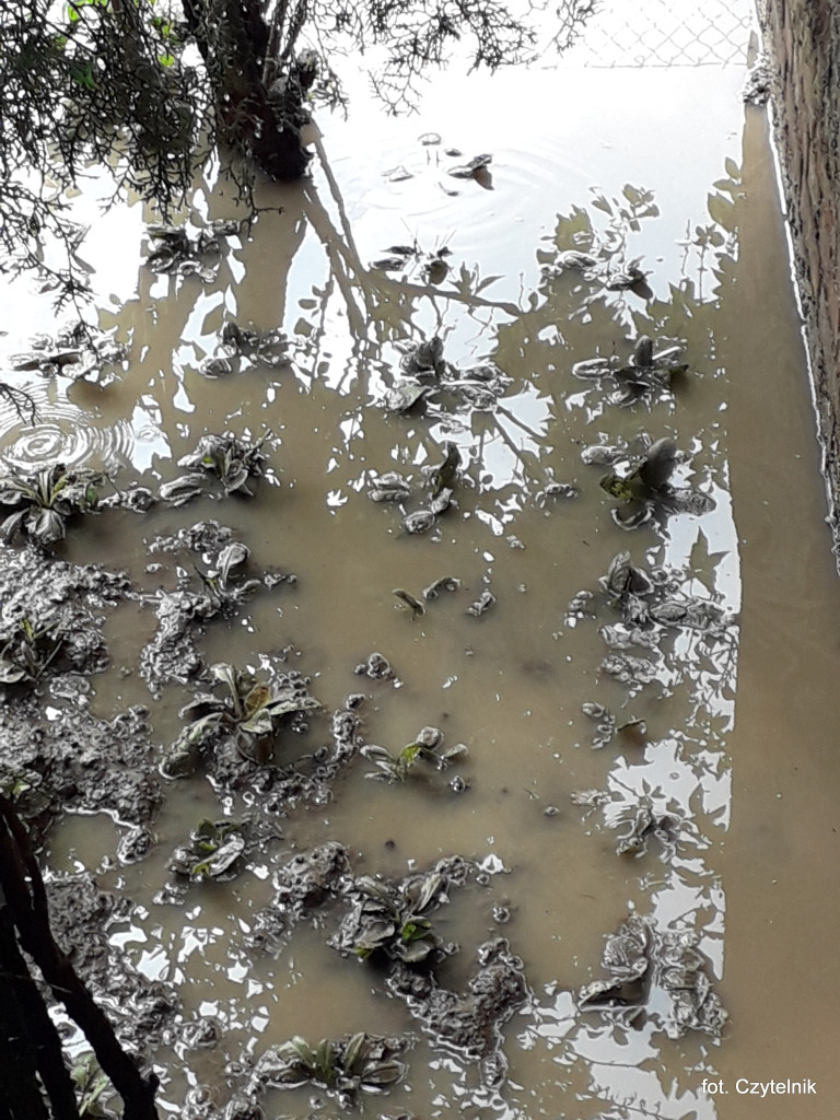 Dramatyczna sytuacja po opadach deszczu na ulicy Okrzei - list do redakcji [odpowiedź z UML]