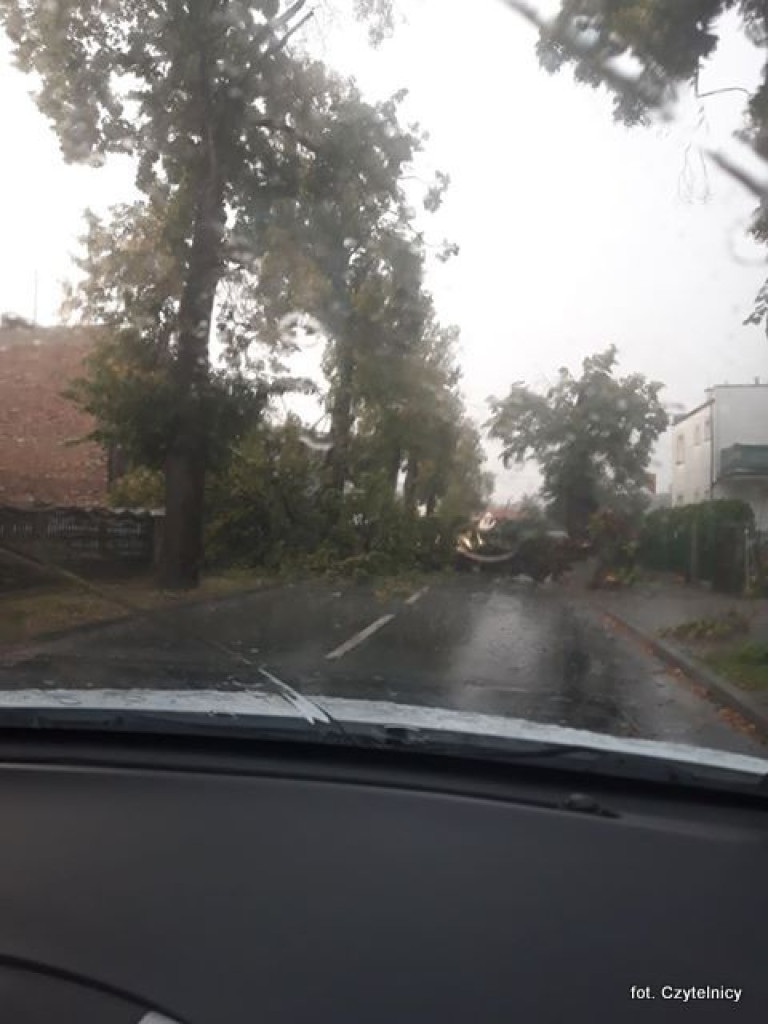 Powalone drzewa na ulicach Lubonia [AKTUALIZACJA]