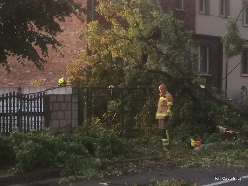 Powalone drzewa na ulicach Lubonia [AKTUALIZACJA]