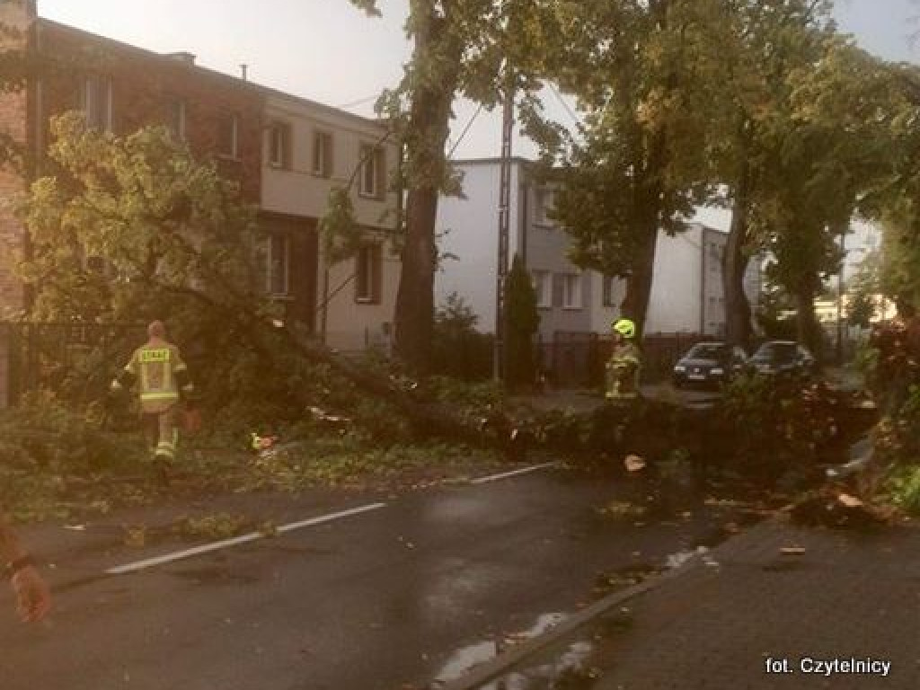 Powalone drzewa na ulicach Lubonia [AKTUALIZACJA]