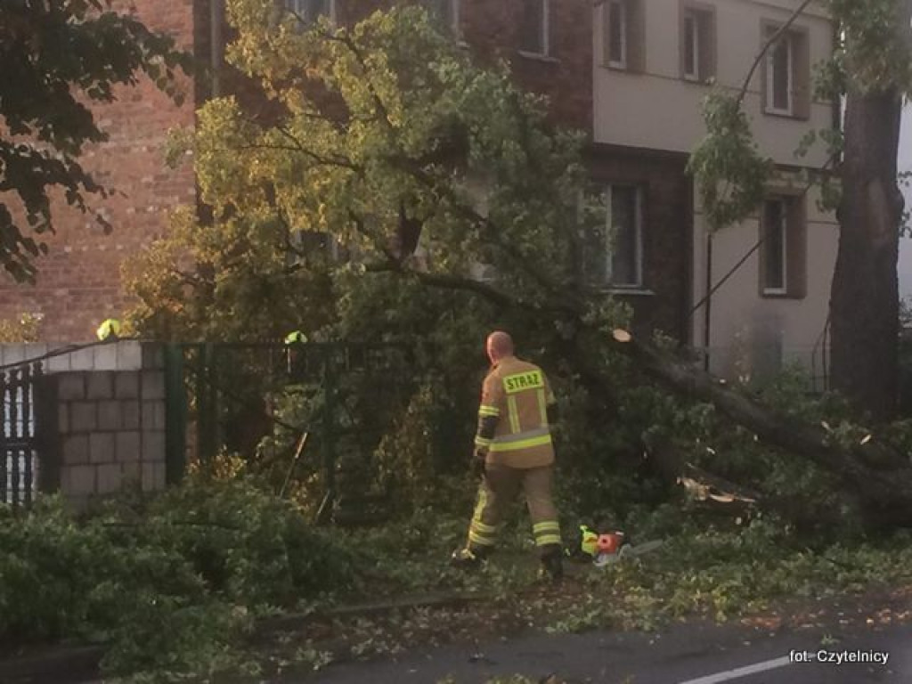 Powalone drzewa na ulicach Lubonia [AKTUALIZACJA]