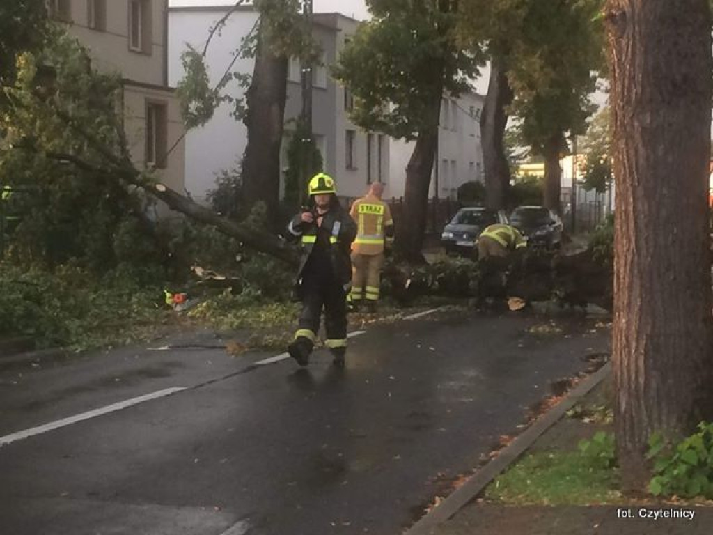 Powalone drzewa na ulicach Lubonia [AKTUALIZACJA]