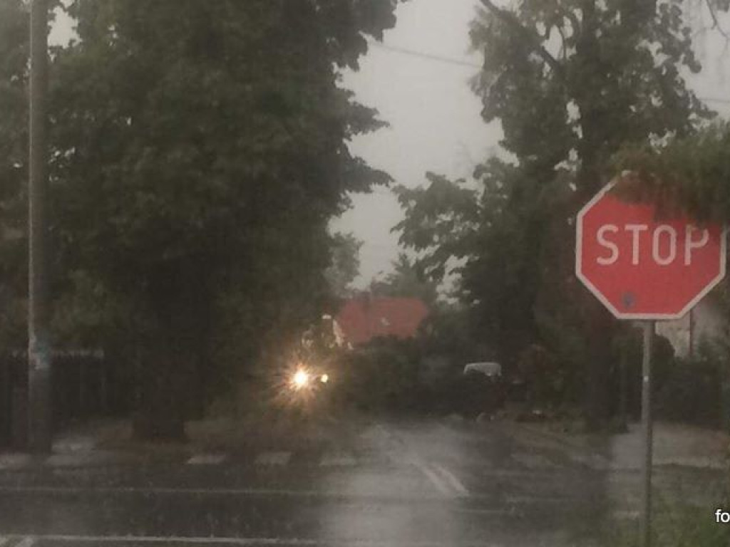 Powalone drzewa na ulicach Lubonia [AKTUALIZACJA]