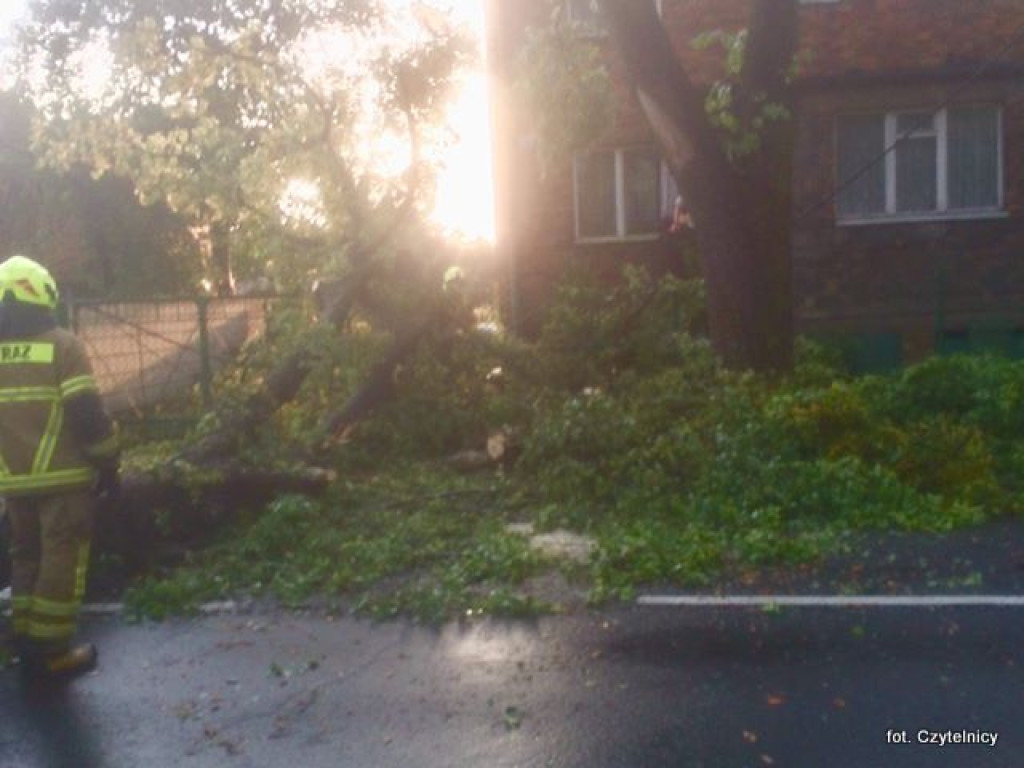 Powalone drzewa na ulicach Lubonia [AKTUALIZACJA]