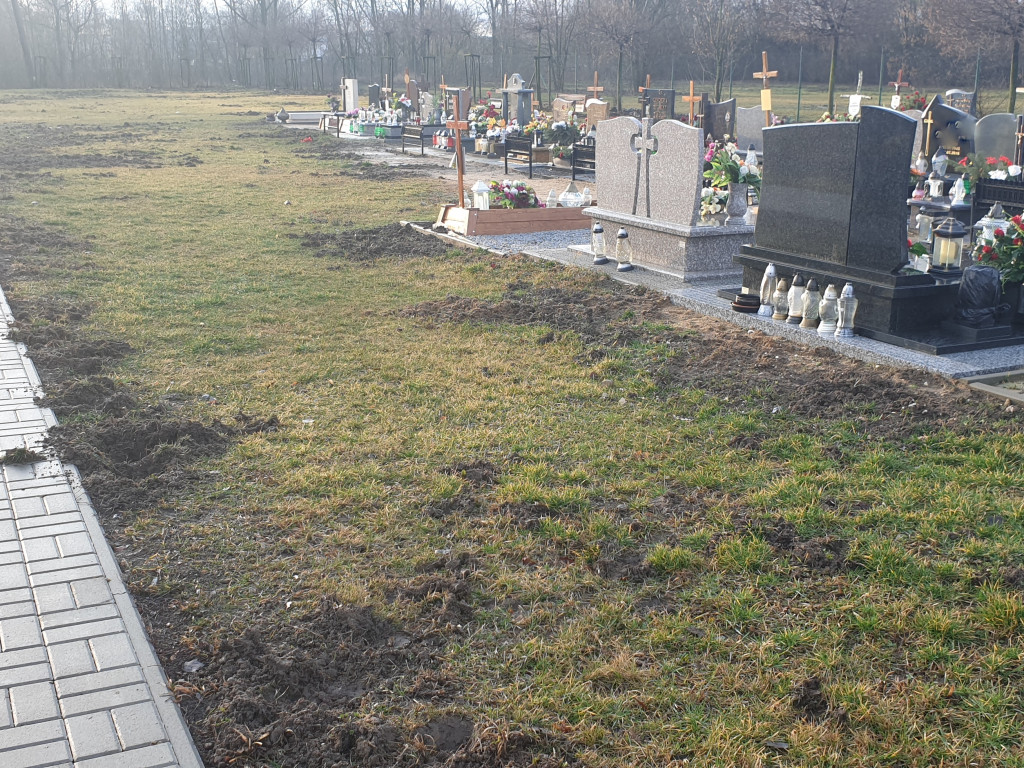 Dziki buszują po Cmentarzu Komunalnym - list do redakcji