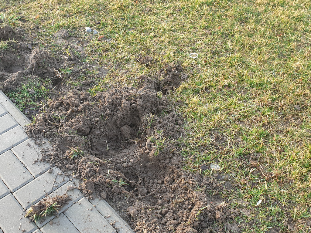 Dziki buszują po Cmentarzu Komunalnym - list do redakcji