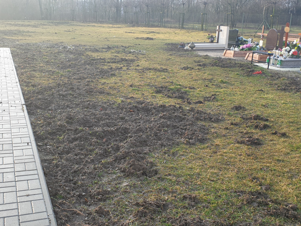 Dziki buszują po Cmentarzu Komunalnym - list do redakcji