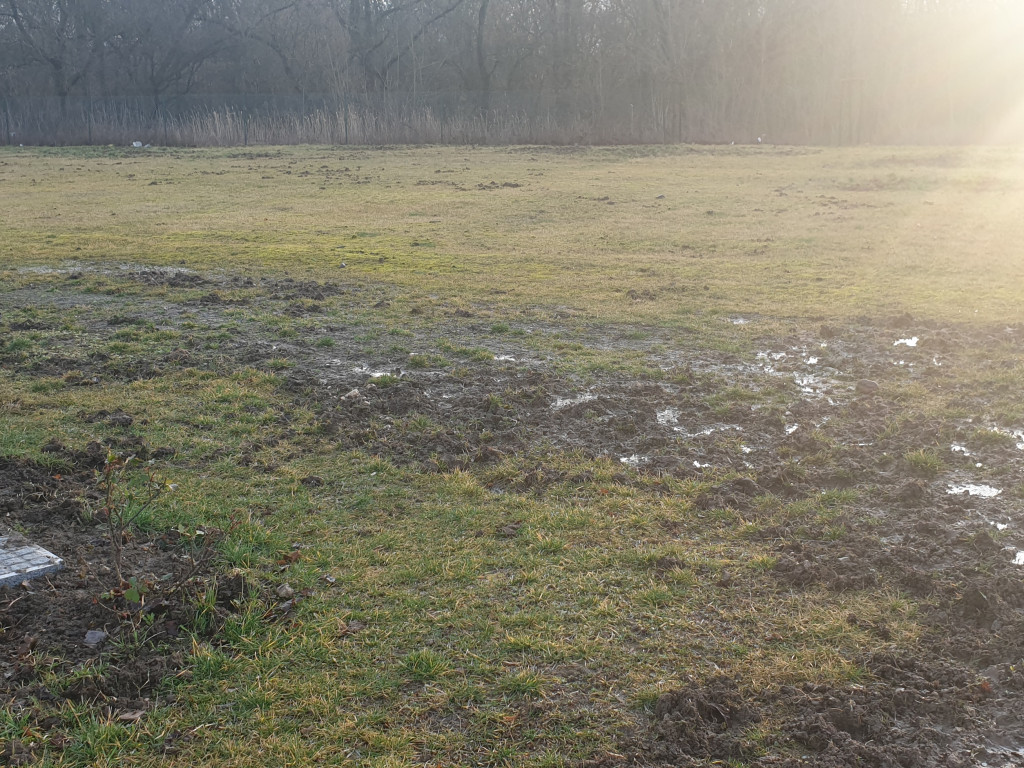 Dziki buszują po Cmentarzu Komunalnym - list do redakcji