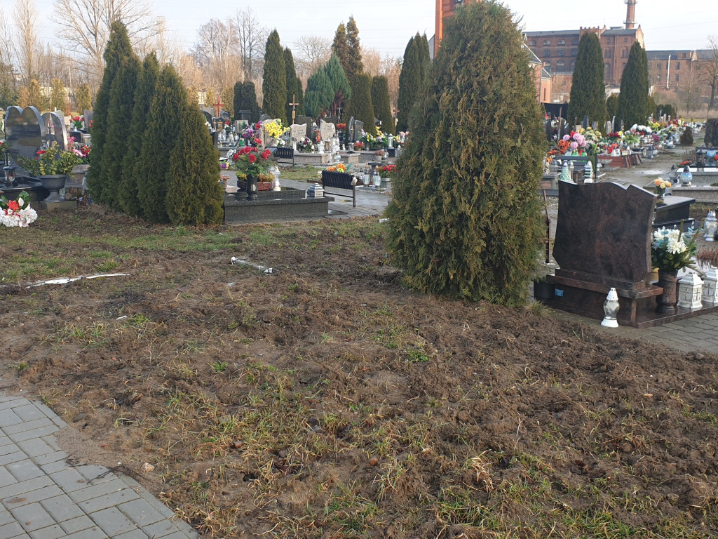 Dziki buszują po Cmentarzu Komunalnym - list do redakcji