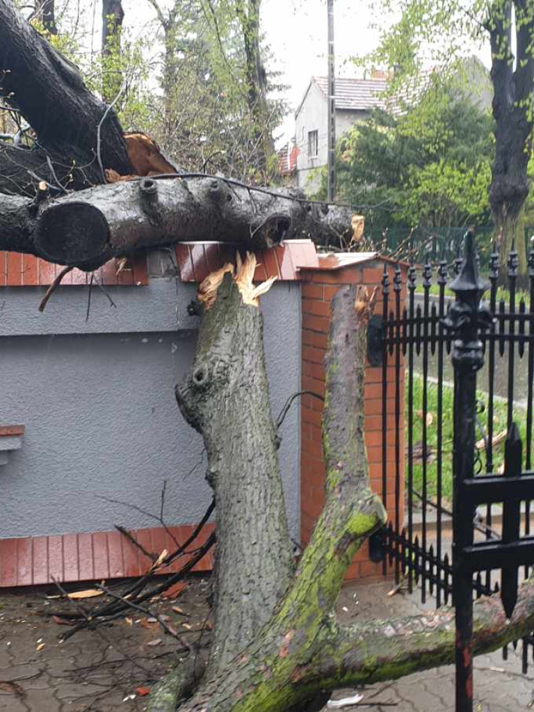 Przewrócone drzewo uszkodziło dom przy ulicy Lipowej