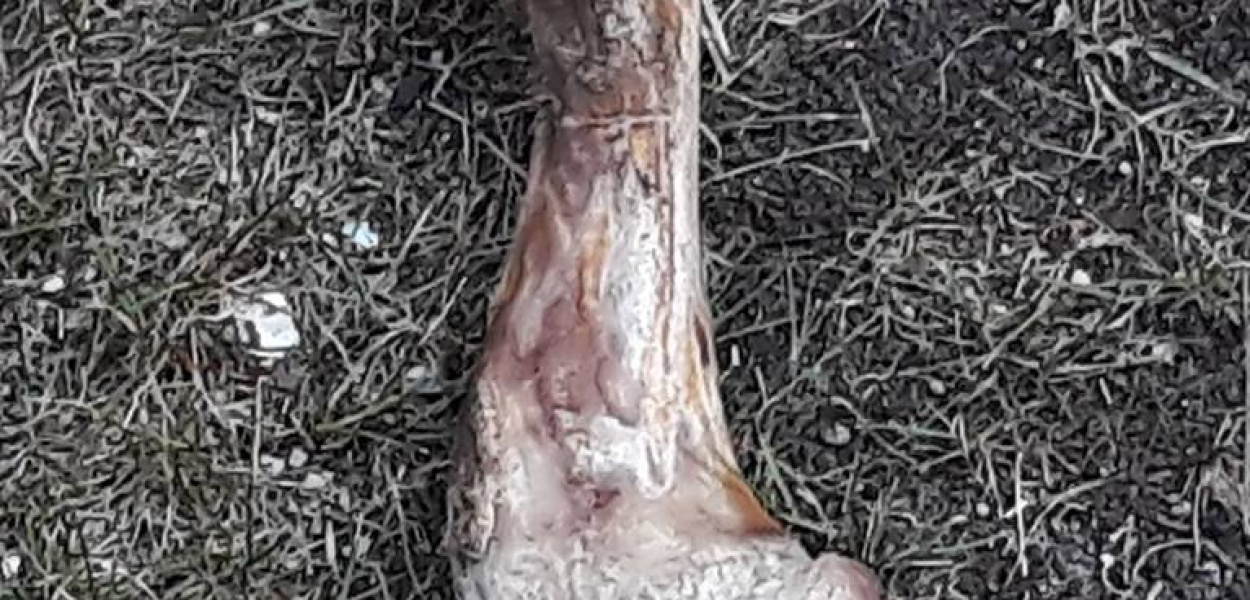 Czy ktoś wyrzuca kości przez balkon? - list do redakcji