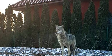 Wilk na terenie Daszewic - co zrobić w przypadku -22095