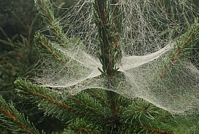 Kupujesz żywą choinkę na święta? Ten szczegół łatwo przeoczyć-26484