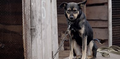 Posłowie szykują nowy zakaz. Dotknie wielu właścicieli psów-26050
