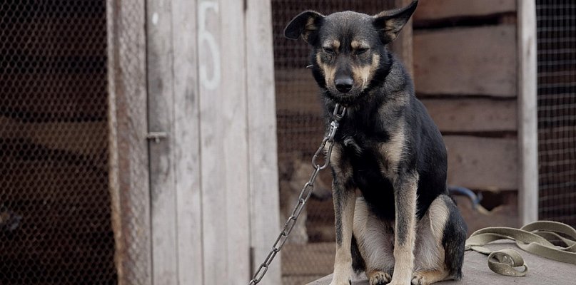 Posłowie szykują nowy zakaz. Dotknie wielu właścicieli psów - 26050